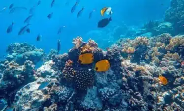 Private Boat Trip Hurghada