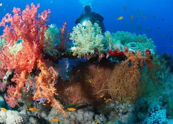 Mahmya Island snorkeling trip from Hurghada with crystal clear water