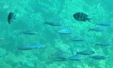 Royal Sea Scope Hurghada panoramic coral reef viewing