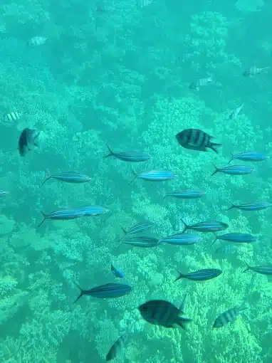 Royal Sea Scope Hurghada panoramic coral reef viewing