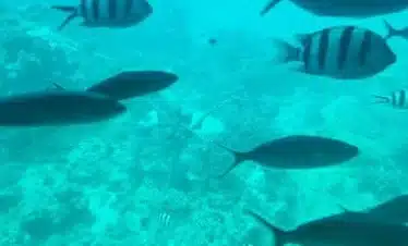 Royal Sea Scope Hurghada panoramic coral reef viewing