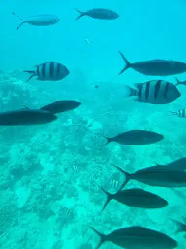 Royal Sea Scope Hurghada panoramic coral reef viewing