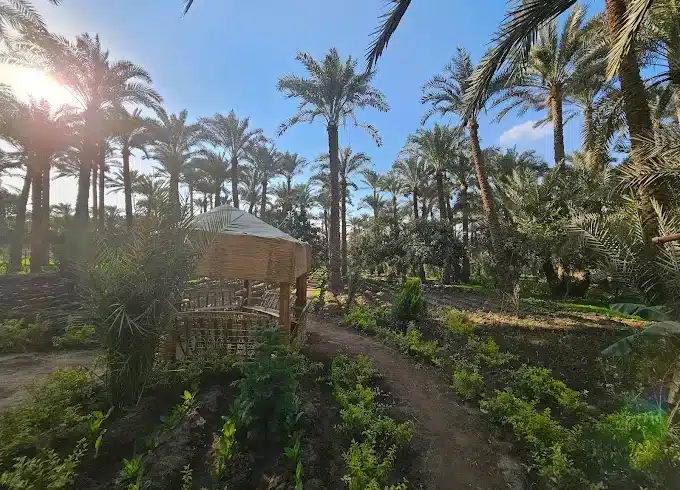 Authentic Egyptian countryside lunch on a Dahshur tour from Cairo
