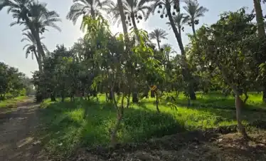 Authentic Egyptian countryside lunch on a Dahshur tour from Cairo