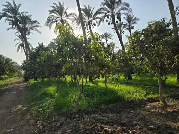 Authentic Egyptian countryside lunch on a Dahshur tour from Cairo