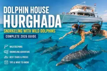 Luxe Tours Egypt Snorkelers swimming with wild dolphins near a private speedboat at Dolphin House Hurghada in the Red Sea Egypt